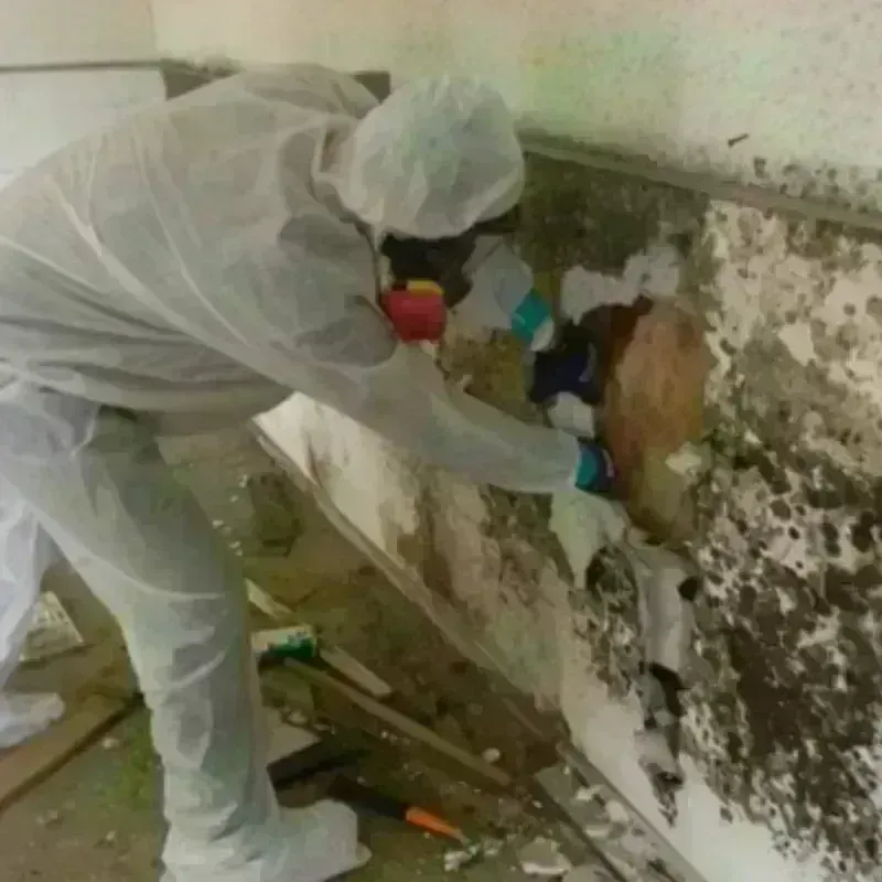 Mold Remediation and Removal in Henderson County, TN